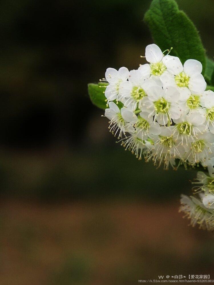 ❧白莎❧【爱花家园】