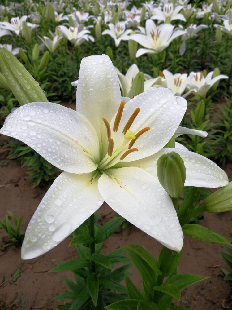 雨中百合