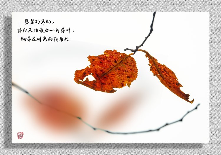 柳之影【美摄视界】