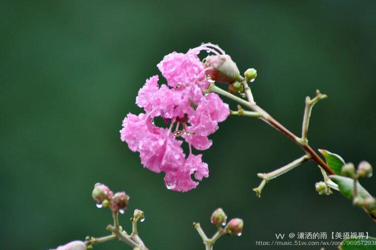 獨佔芳菲當夏景,名目雖同貌不同;紫薇花對紫微翁,【唐】白居易紫薇花