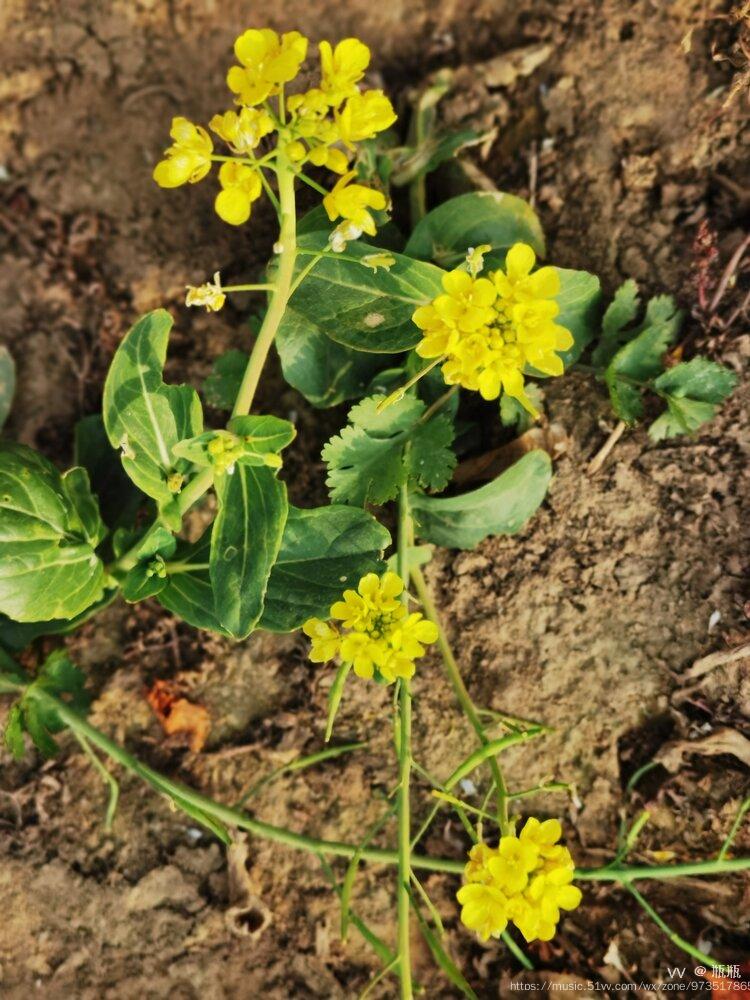 油菜花茎图片