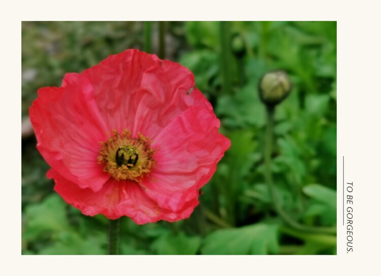 美丽的野罂栗花首发