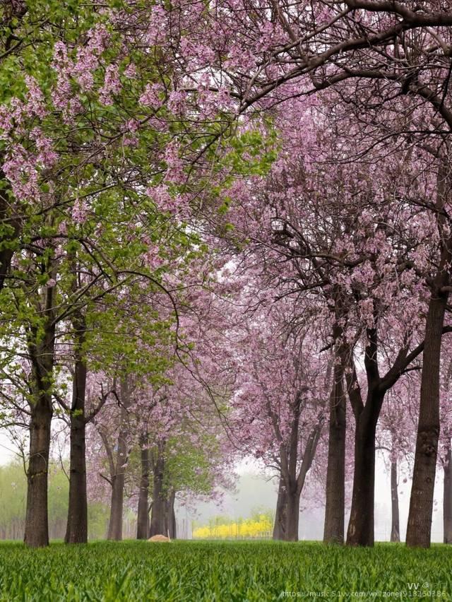 桐花万里光阴如昨