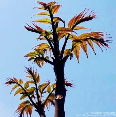 风语原创🎵 এ᭄ꦿ冷暖自知এ