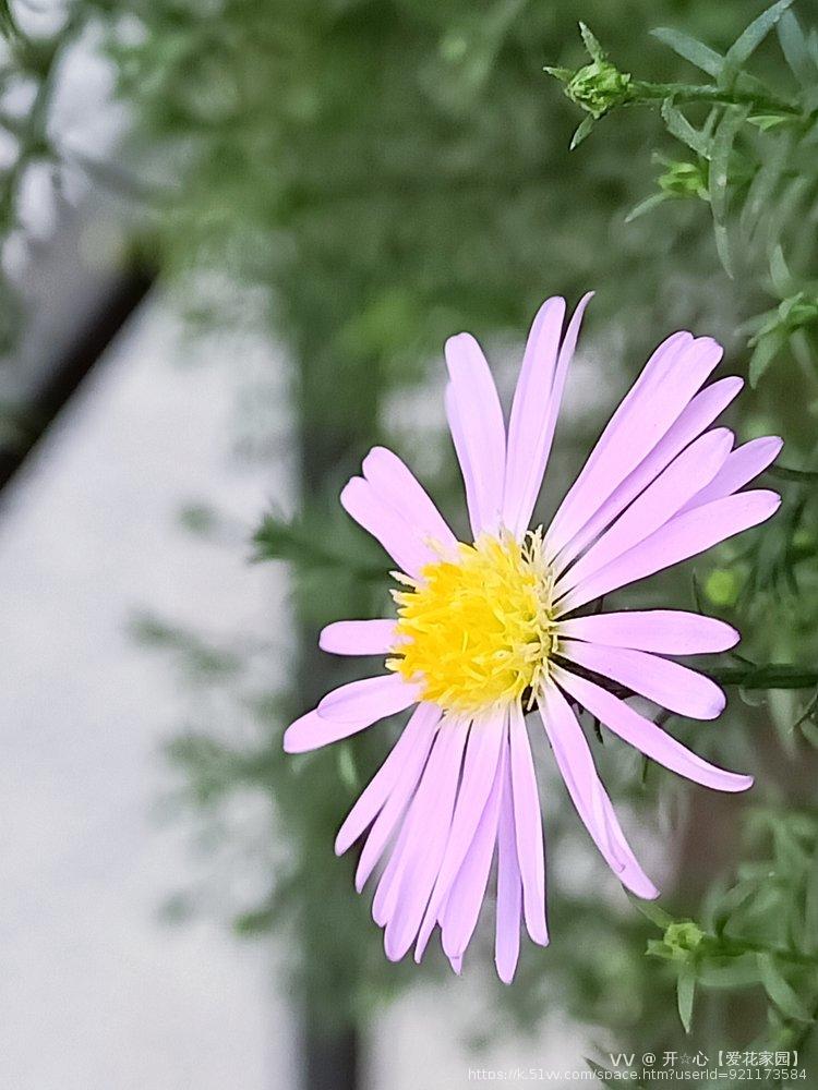 开☆心【爱花家园】