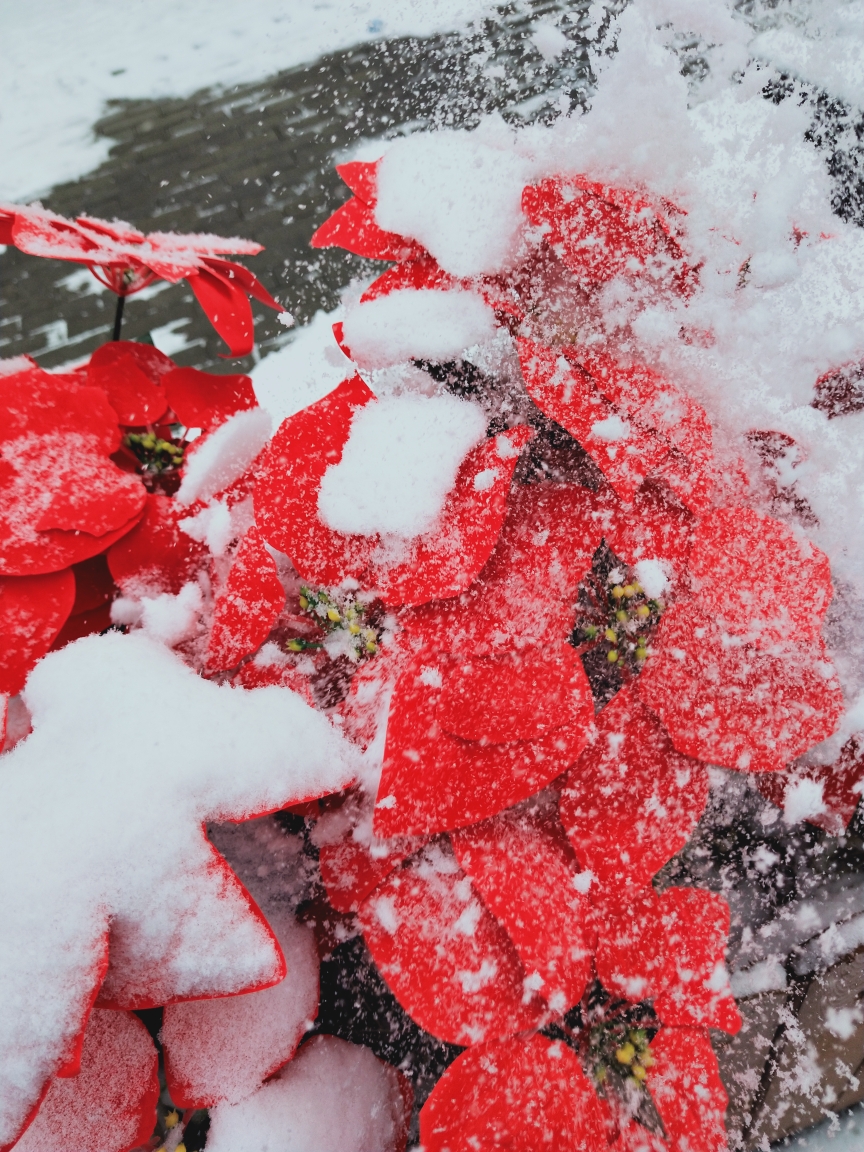 冬天雪景与鲜花灿烂