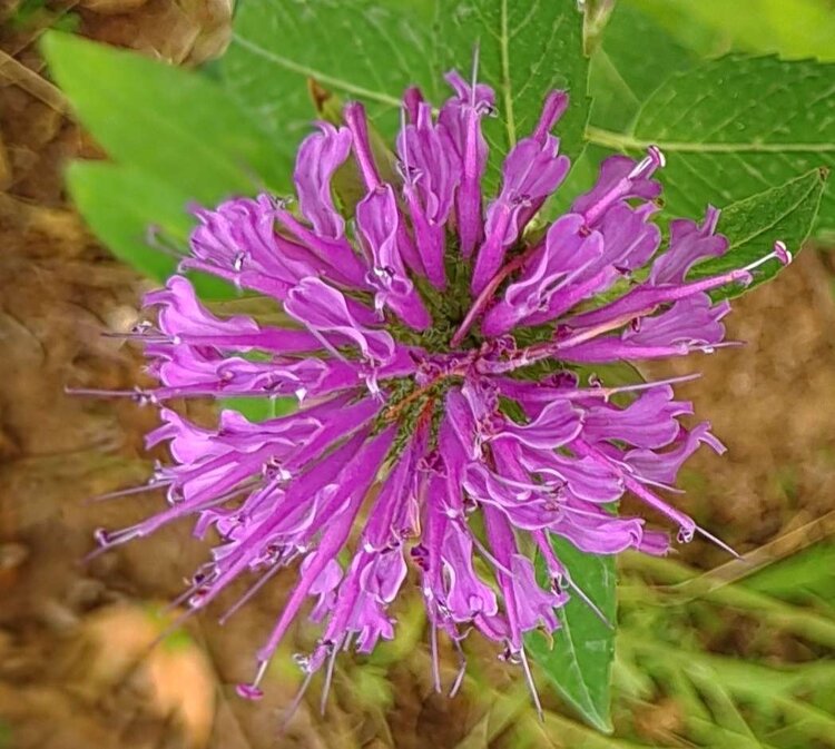 ζ᭄🦋涵钰এ⁵²⁰᭄