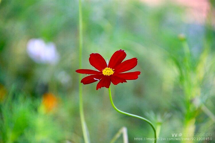 花城广州红秋英