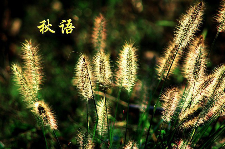 秋语