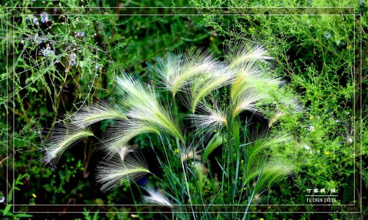 芒草生香芒草生香芒草生香芒草生香芒草生香芒草生香芒颖大麦草具有
