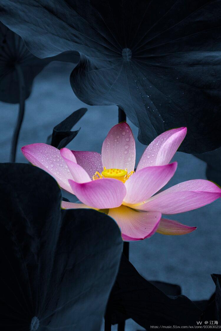 《我的拍摄61荷花情未了》江海摄影工作室摄影小课堂青岛世博园实践