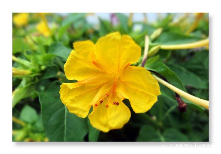 首发黄色紫茉莉