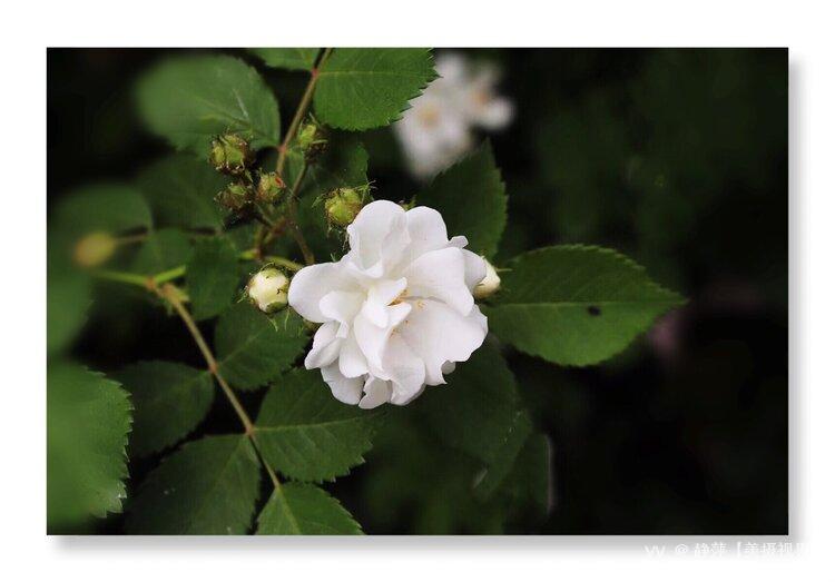 首发白色蔷薇花2