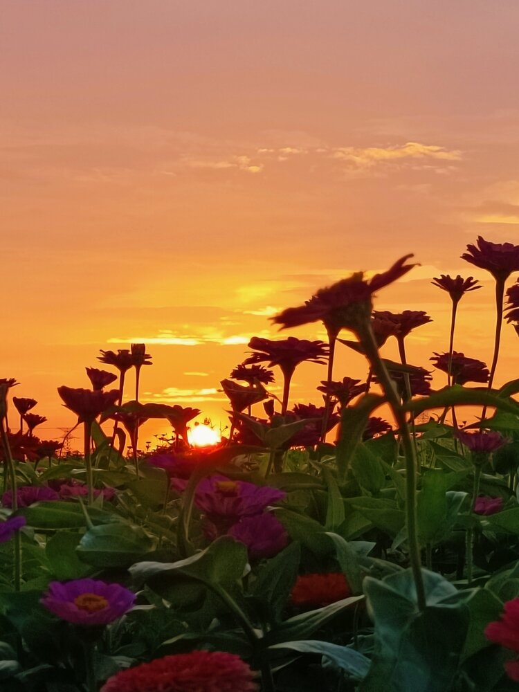 夕阳下的花海美景2021年
