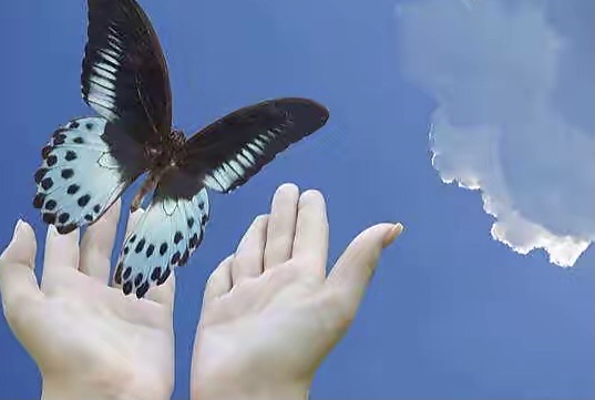 首发肩上蝶修订版