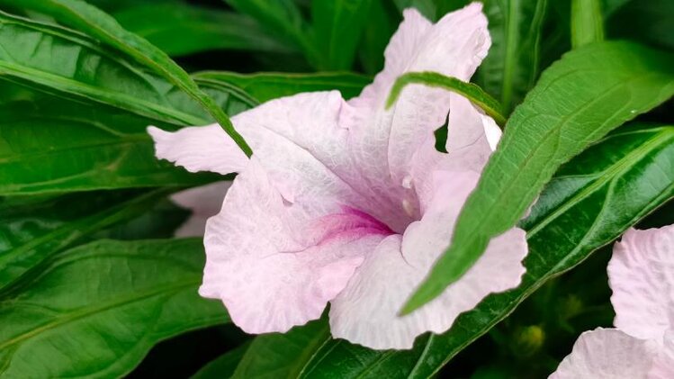 小浅🎤V娱热点