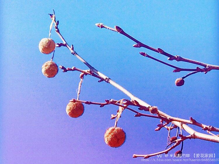 ✾凤ོ尾竹ꦿ࿐ 【爱花家园】