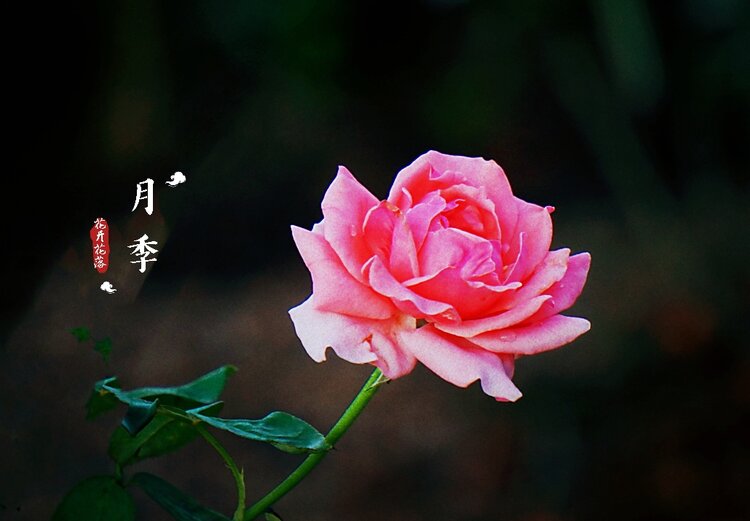 妩媚的月季花3首发