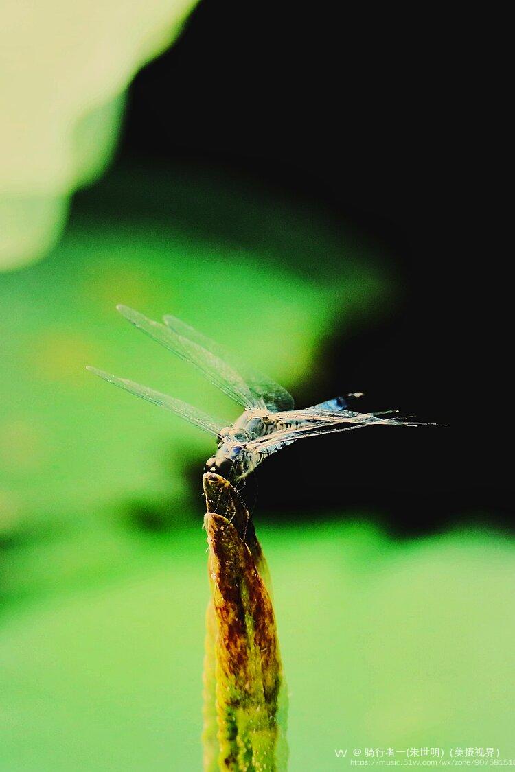 荷叶尖落蜻蜓首发