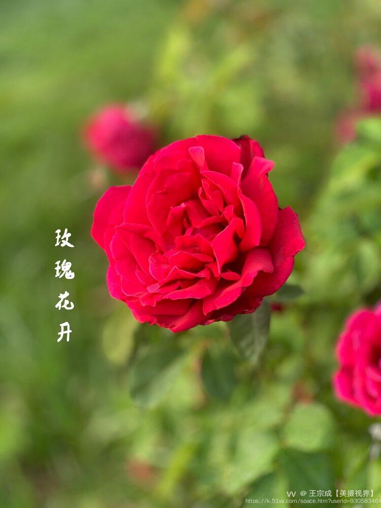 王宗成【美摄视界】