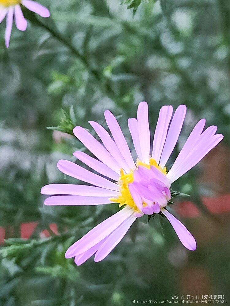开☆心【爱花家园】
