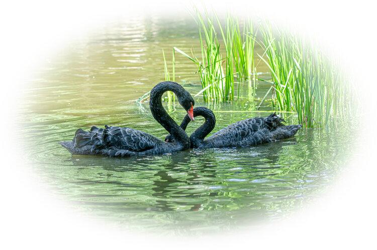 华子 【文声汇影】