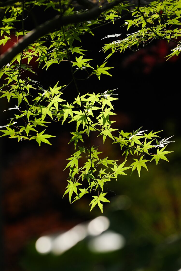 雨后阳光【情暖天涯】