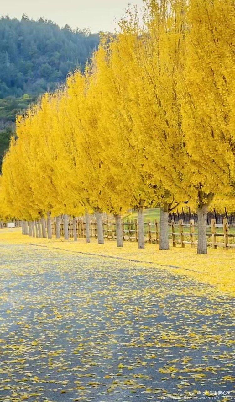 文章配乐:秋意浓文章配图:网搜