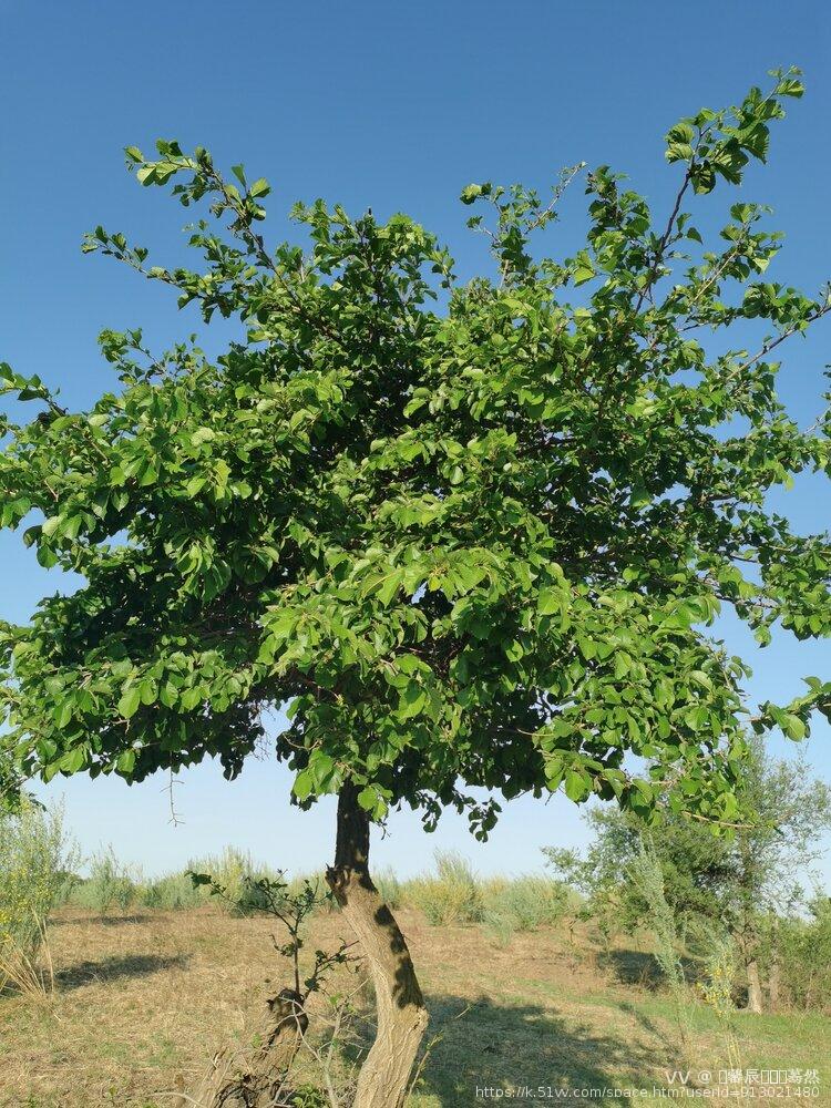 夏季的蒙古黄榆