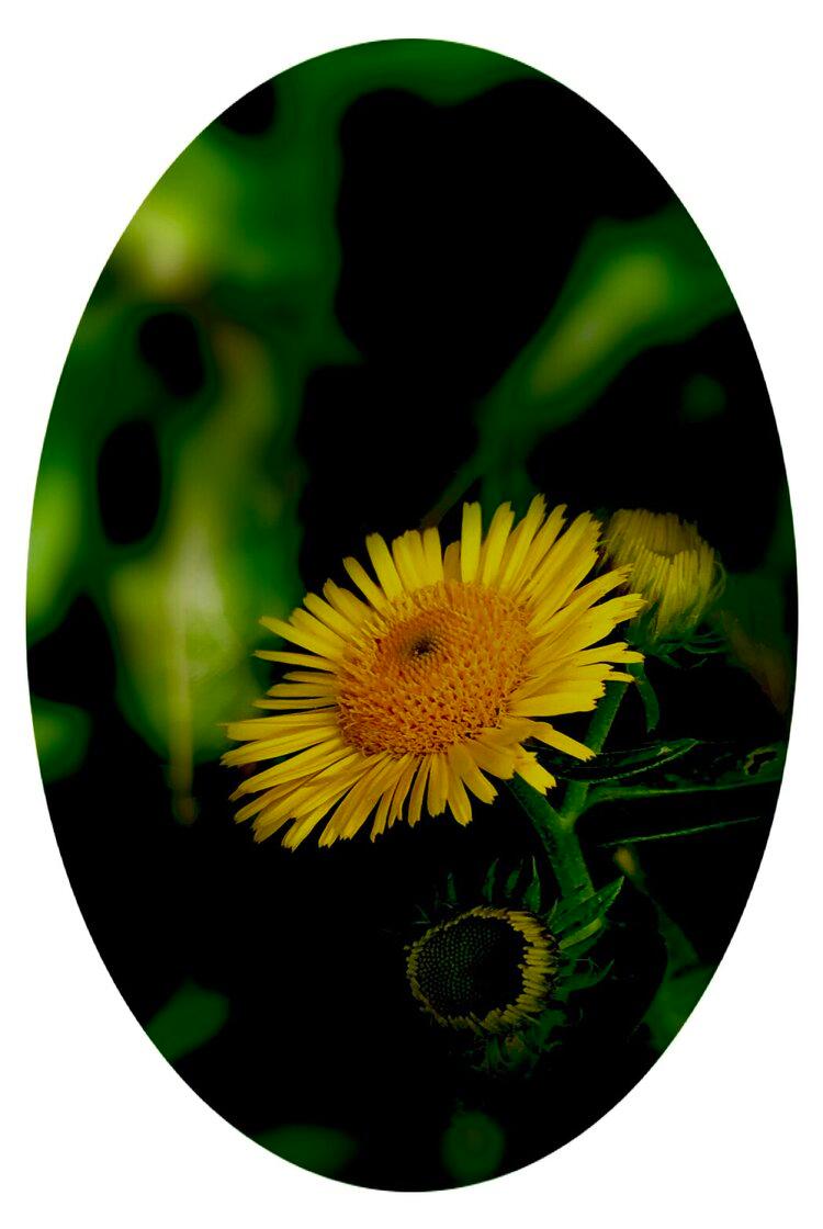 欧亚旋覆花首发