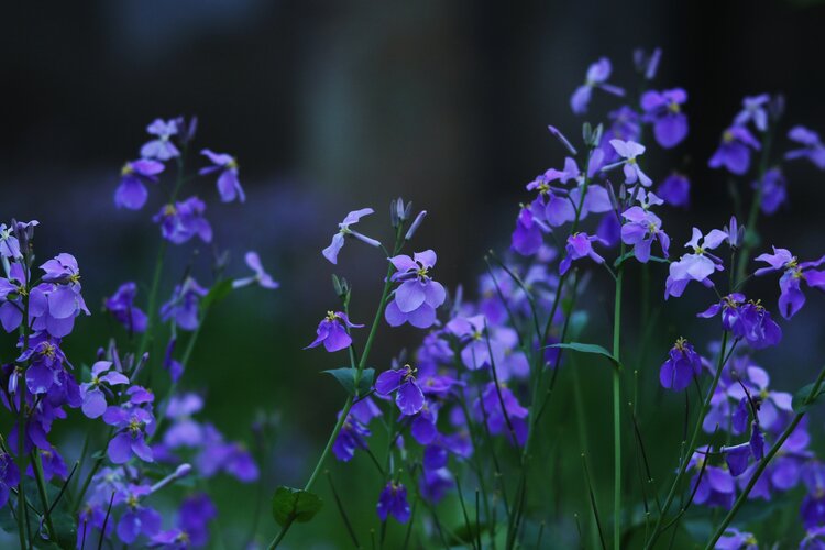 明森（美摄视界）