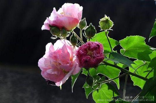 芙蓉花