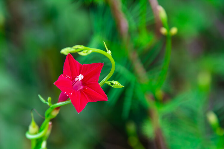 摄影首发五星花