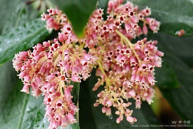 花城广州长柄银叶树