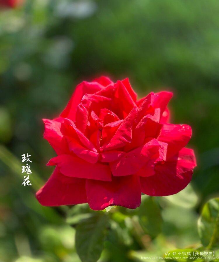 王宗成【美摄视界】