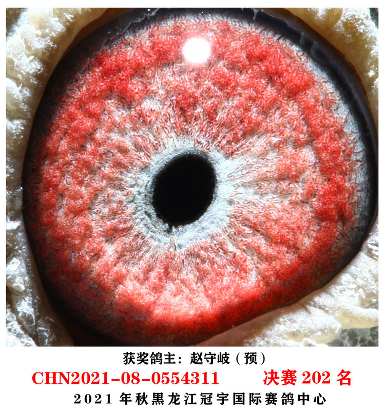 龙哥
