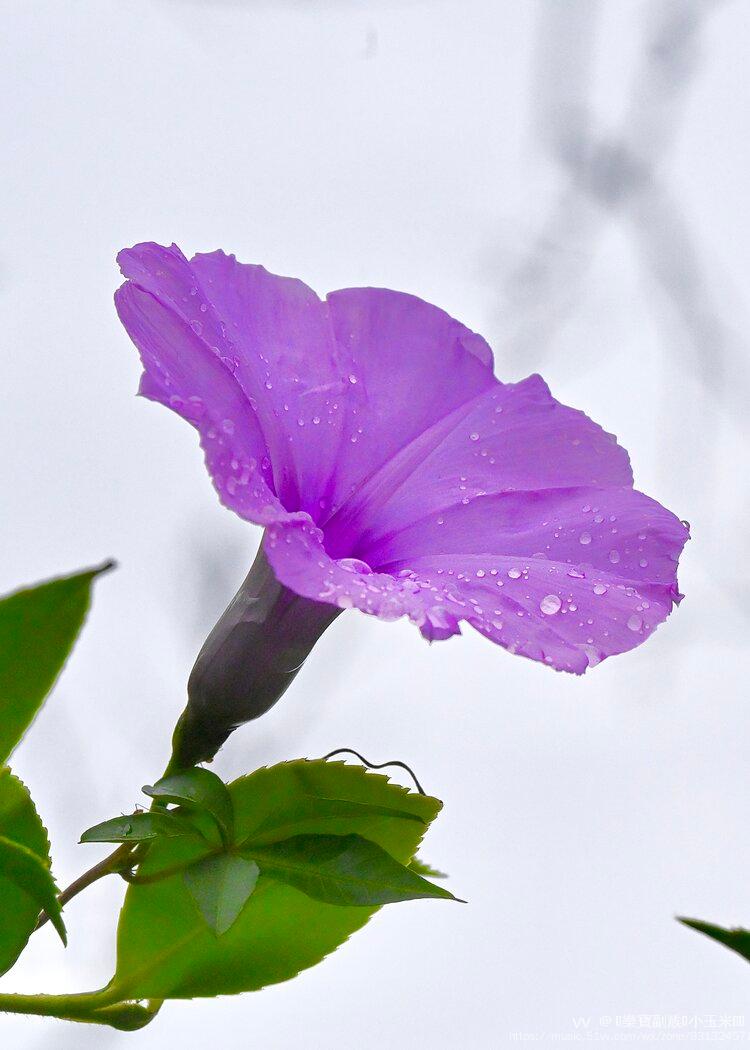 雨中牵牛花