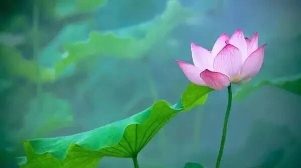泉韵【文声汇影】