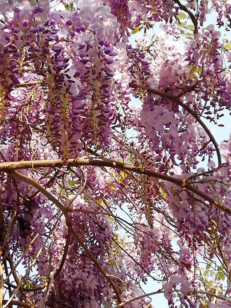 幽兰一箭香(赵放岚)