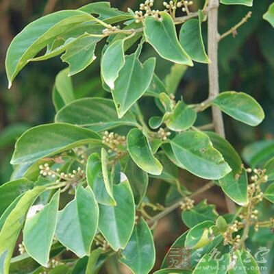 名称:丁公藤类别:祛风湿药拼音:ding gong teng拉丁