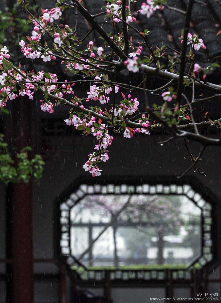 花城广州微雨海棠