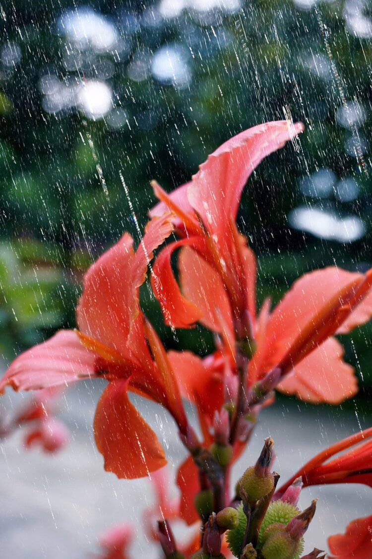 首发丝丝小雨装扮你美人蕉