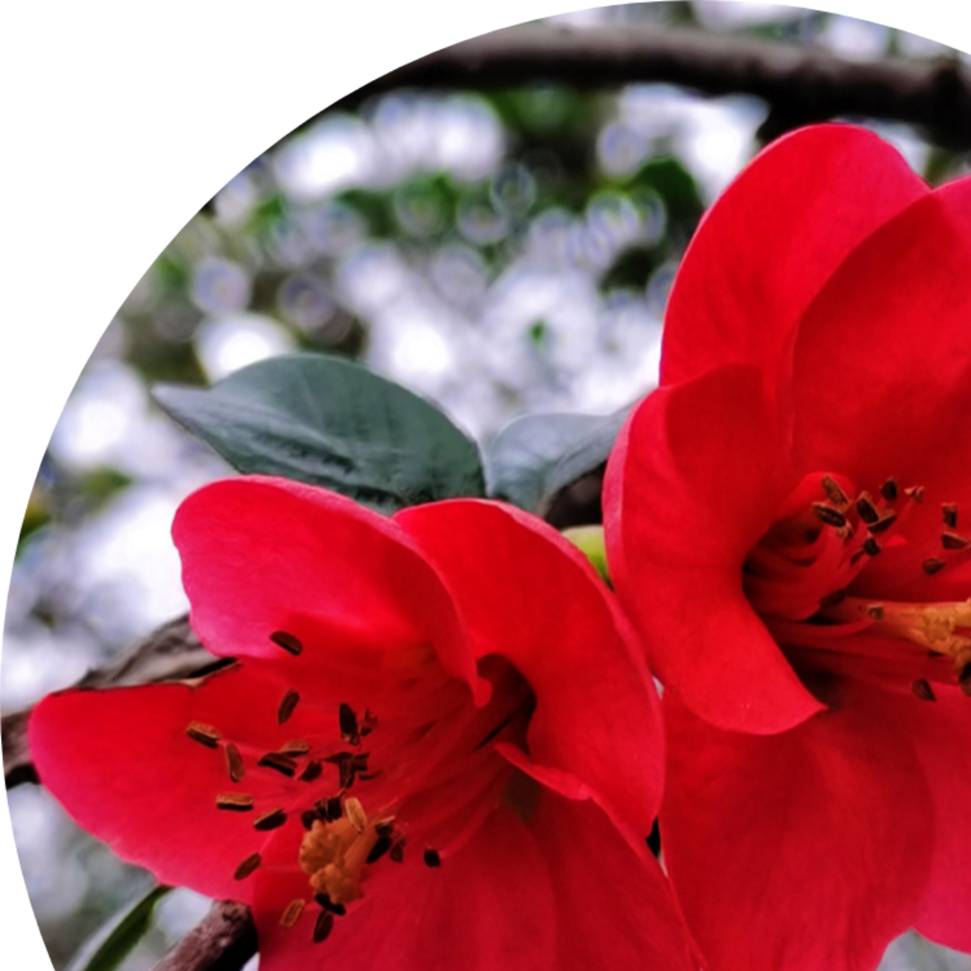 美丽的栀子花开红火火