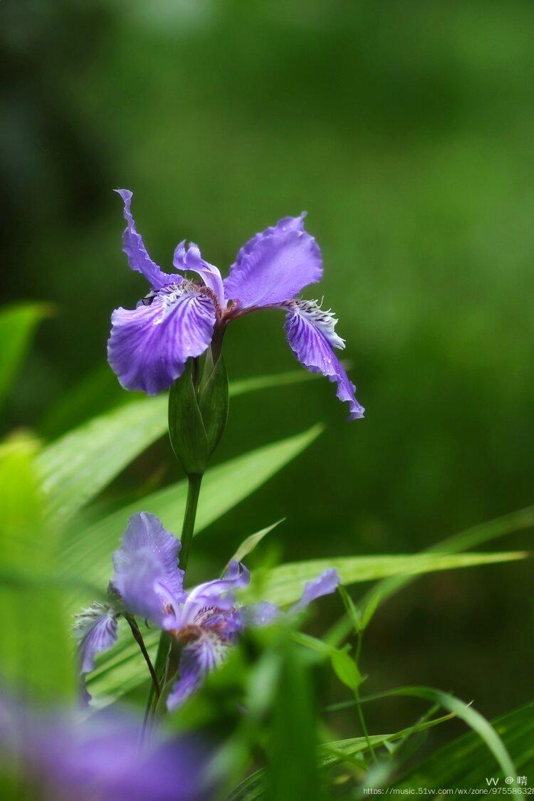 鸢尾花