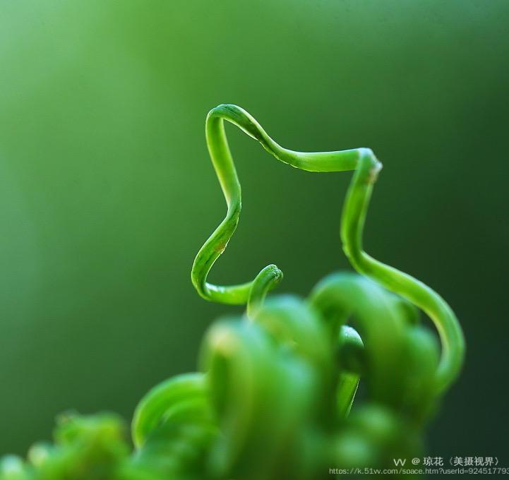 琼花〈美摄视界〉