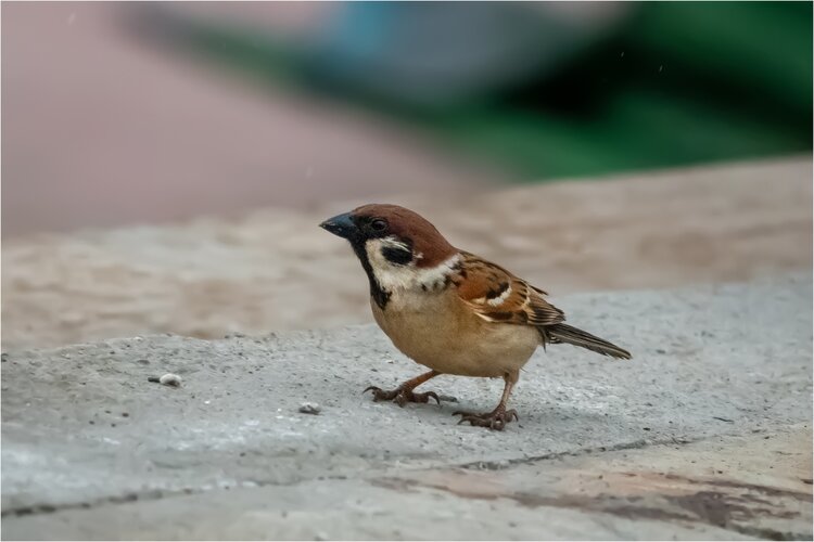 吱吱喳喳的小麻雀