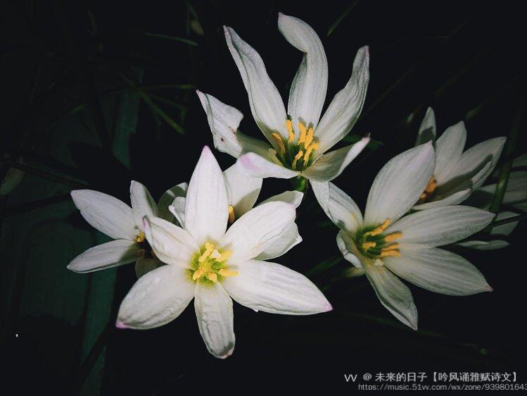 原创首发葱莲绽放沁幽香