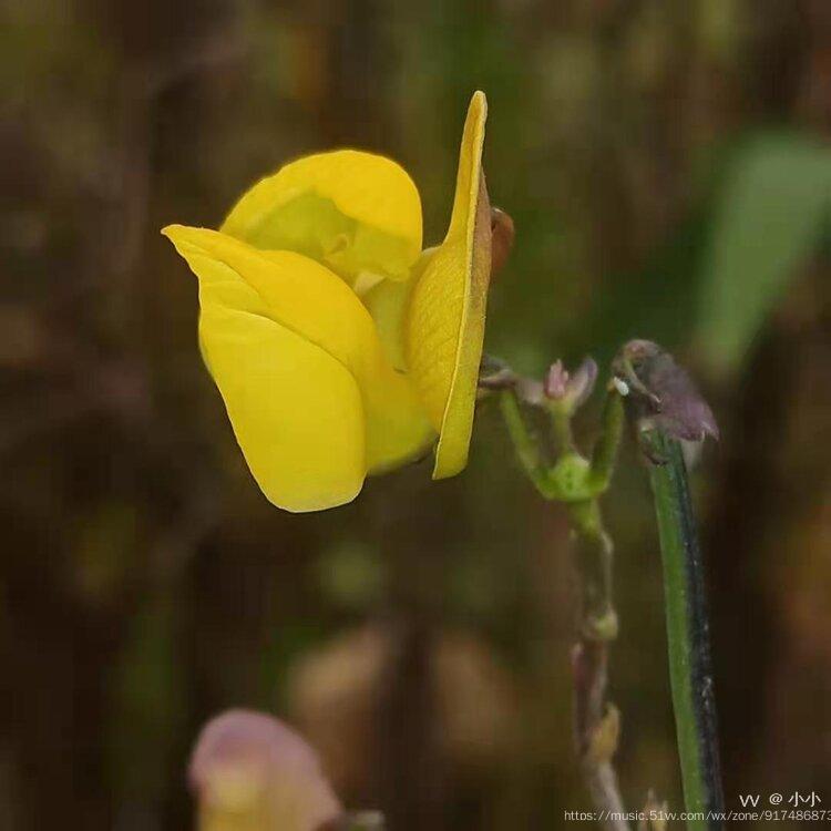 綠豆花原創