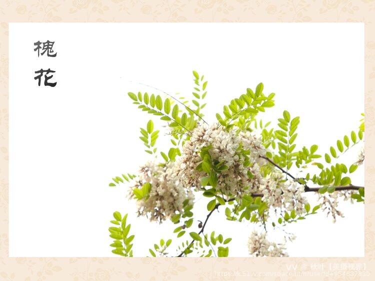 秋叶【美摄视界】