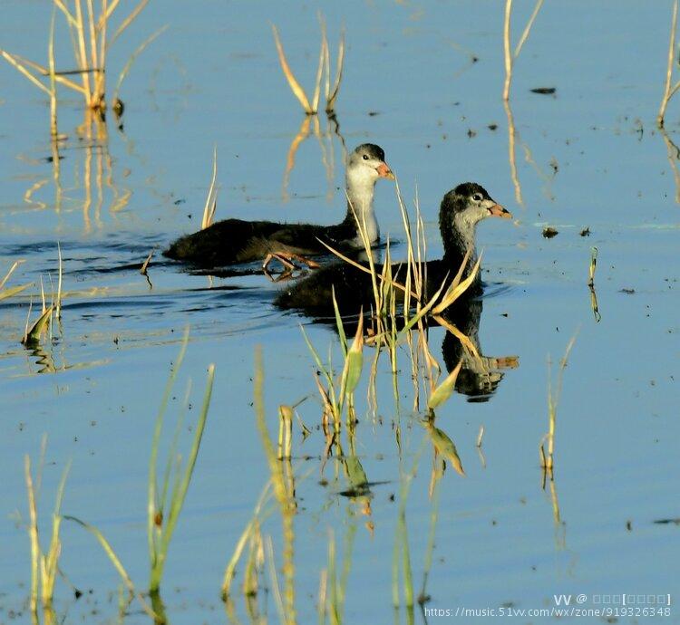 白骨顶鸡雏鸟首发